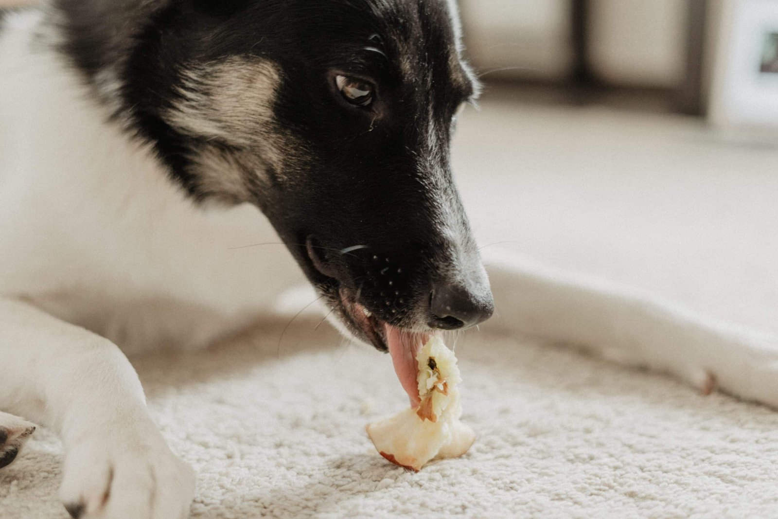 dog eating an apple fruit 2023 11 27 05 30 52 utc scaled